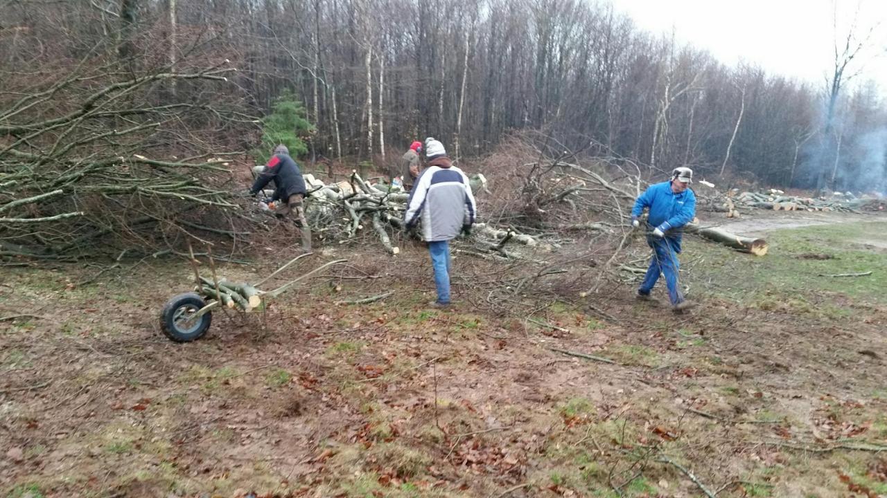 Abattage d'arbres au chalet