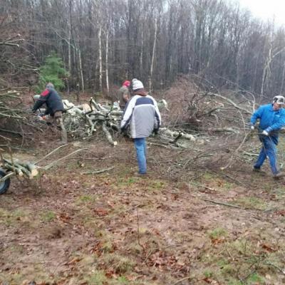 Abattage d'arbres au chalet