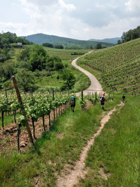 Promenons nous dans les vignes