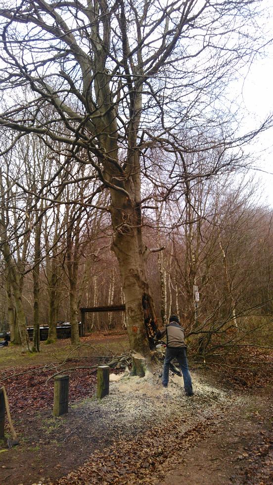 Abattage d'arbres au chalet