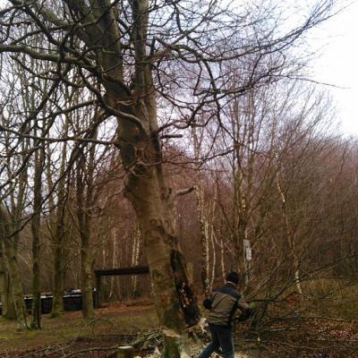 Abattage d'arbres au chalet