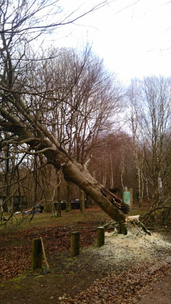 Abattage d'arbres au chalet