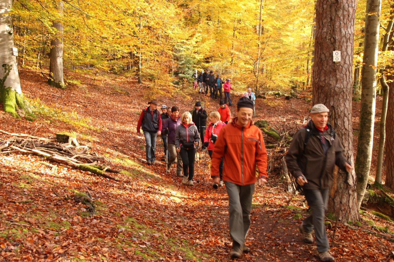 Entrée dans la forêt