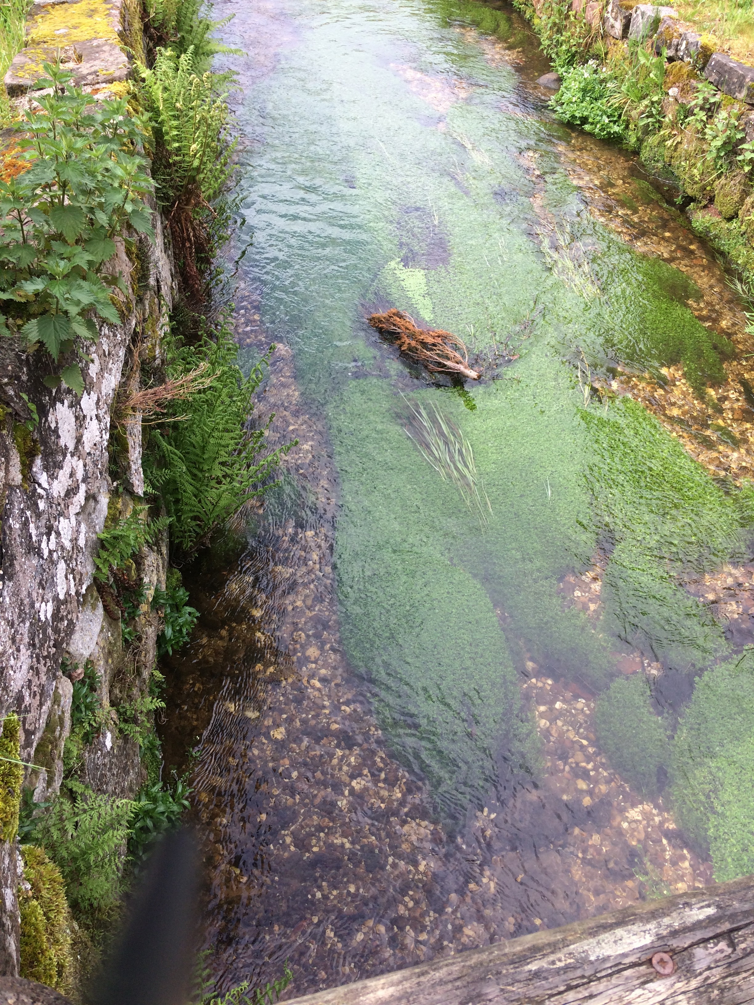 L' eau claire du Ruisseau de St Quirin