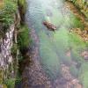 L' eau claire du Ruisseau de St Quirin