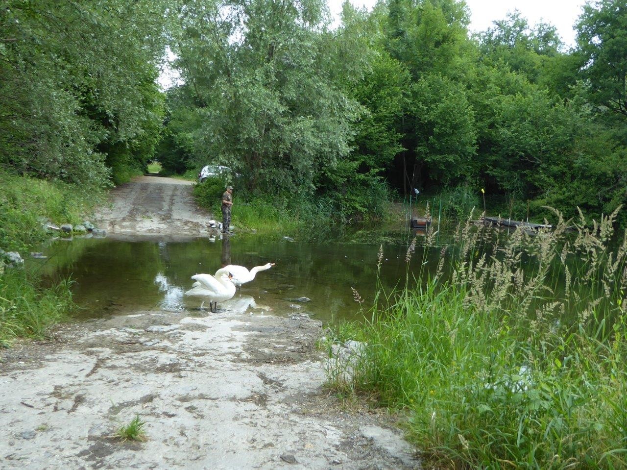 Les cygnes