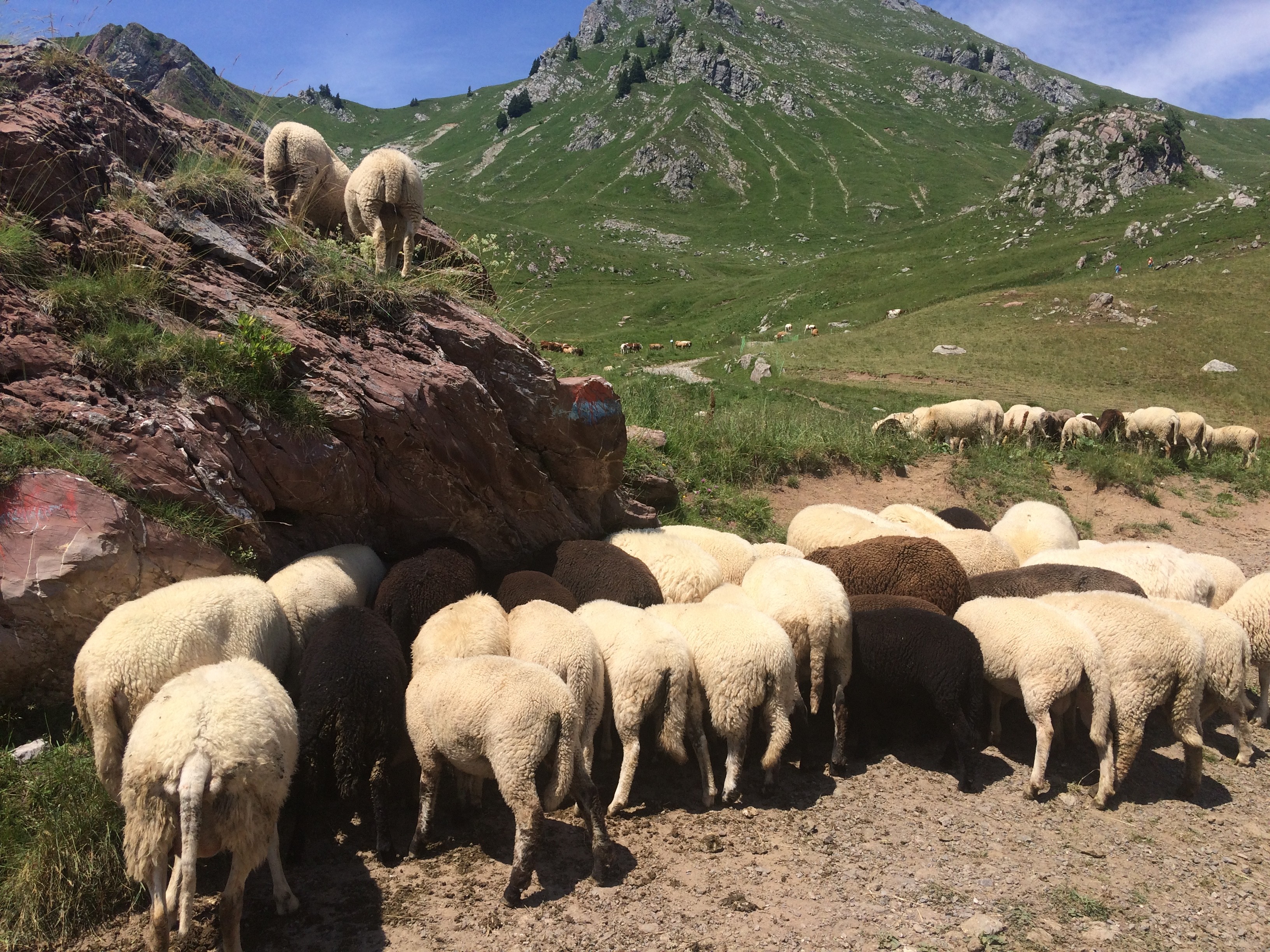 Les moutons chôment