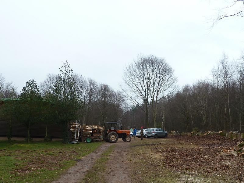 Abattage d'arbres au chalet