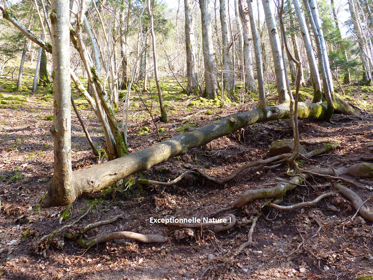 Comment la nature fait-elle ?