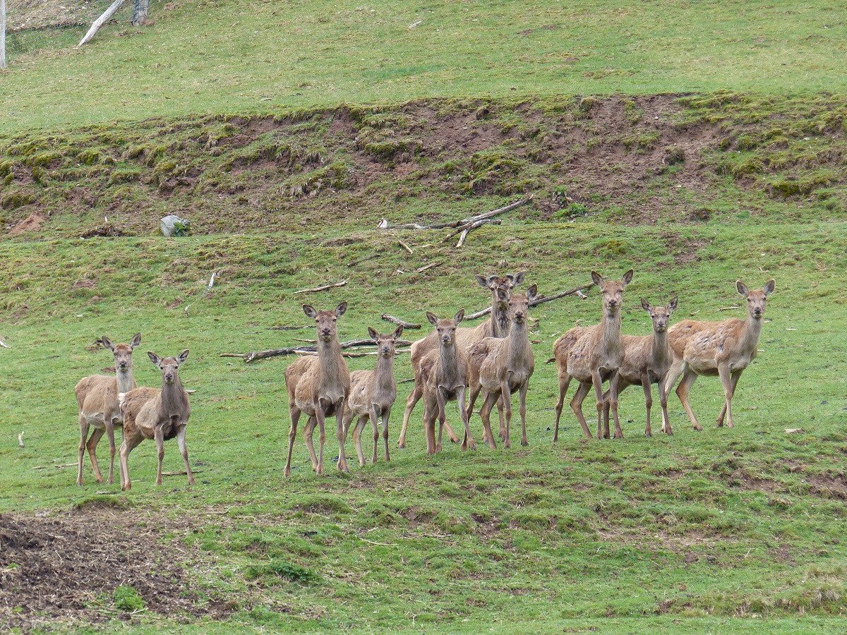 Wildgehege d'Allerheiligen