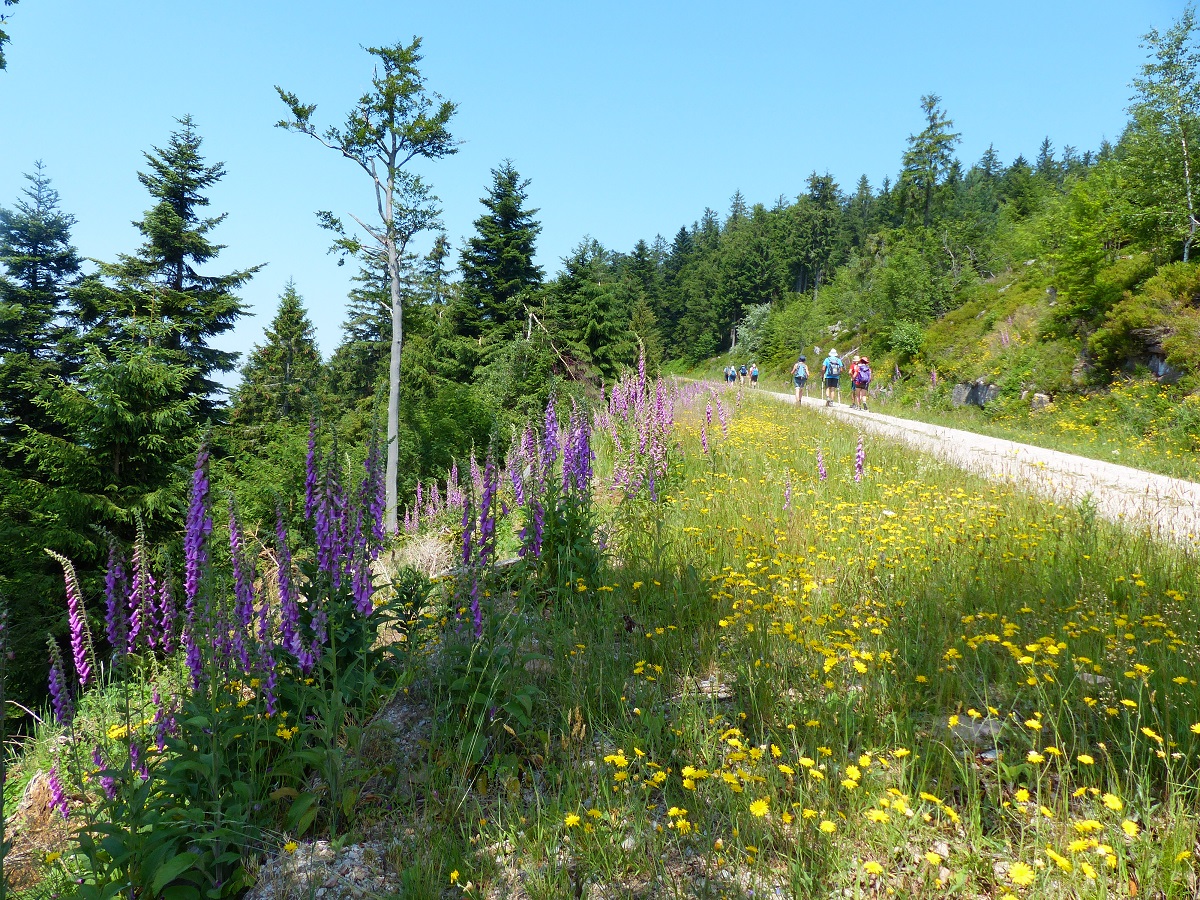 Montée vers le Schlifkopf