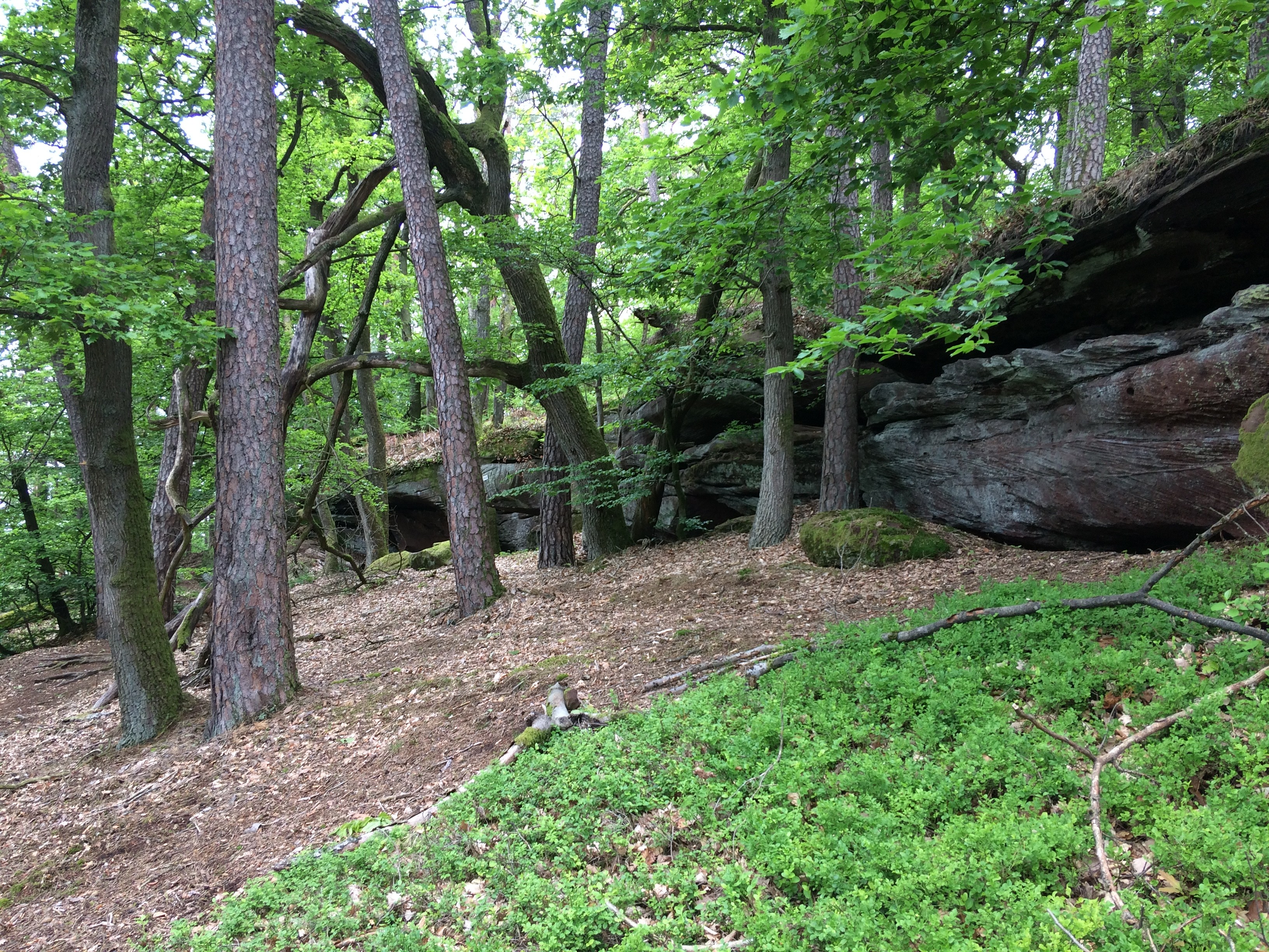 Arbre remarquable sur les hauteurs de Rothbach