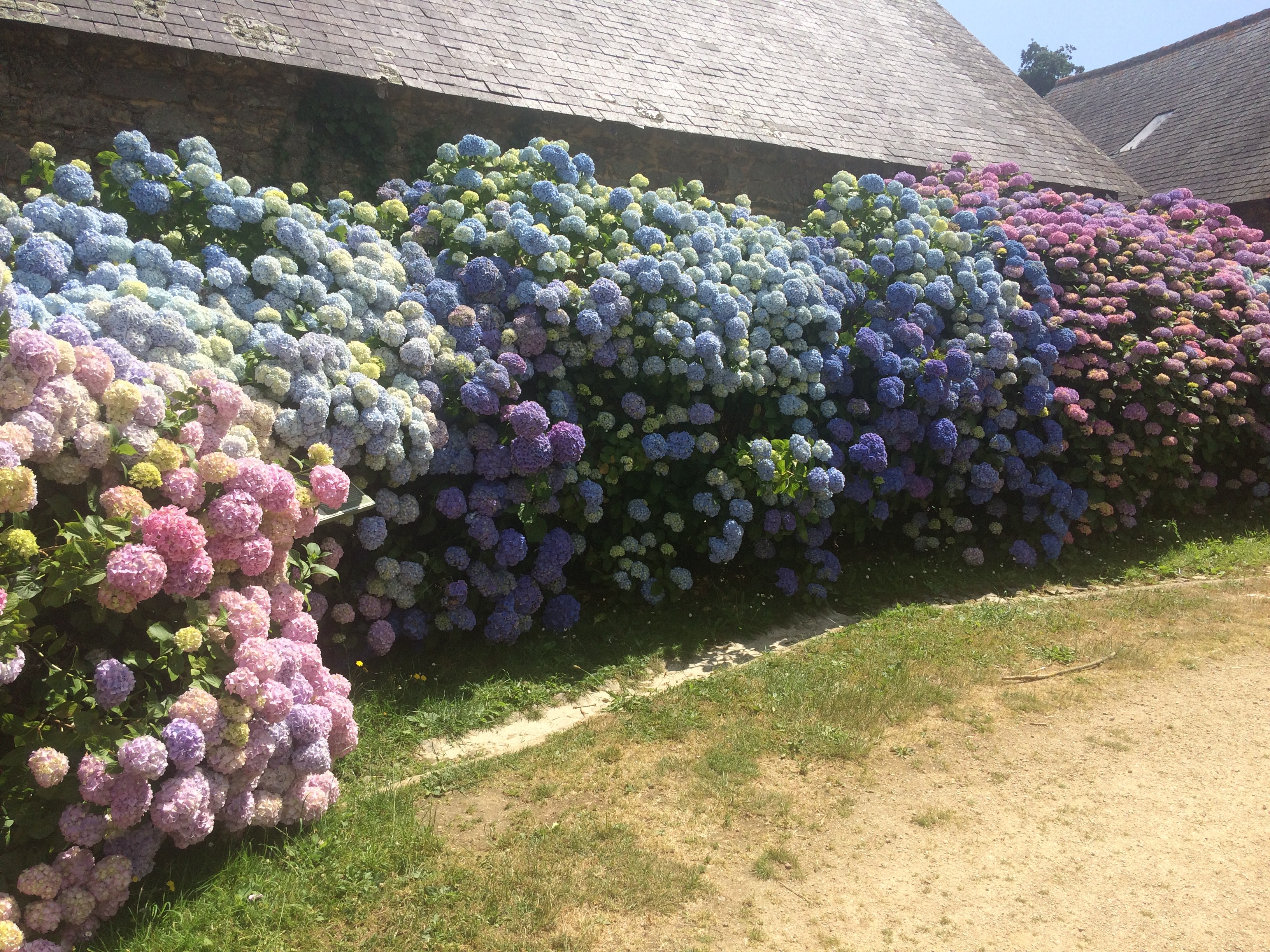 Un petit bouquet ... d'hortensia